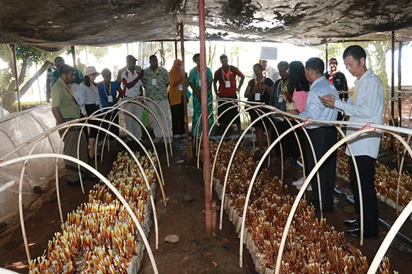 Cultivation demonstrations in a United Nations Juncao training project.
