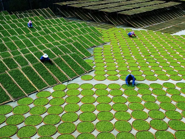 Green tea leaves are spread out during processing, from UNESCO nomination materials.