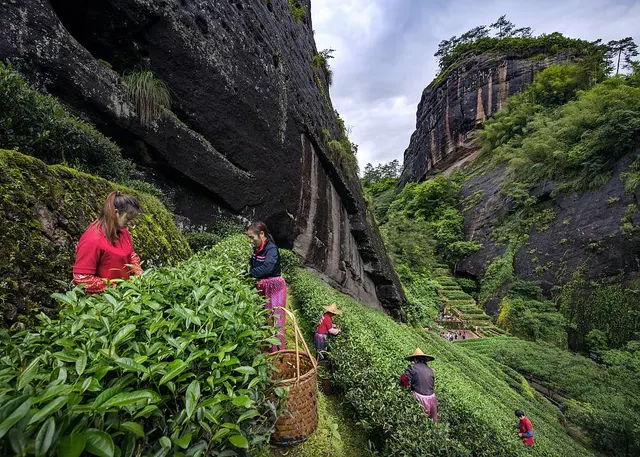 Tea-leaf picking among rocky slopes, from China’s UNESCO nomination materials.