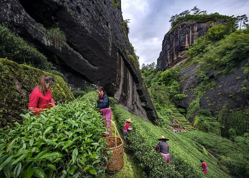 Tea-growing landscape from China’s UNESCO nomination photographs.