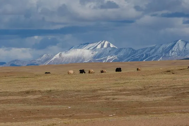 Yaks near the Yangtze source, June 2023, in Xinhua’s May 2024 fund report.
