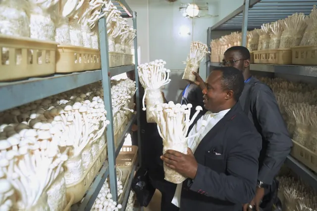 Trainees examine Juncao-grown mushrooms in Fuzhou, 14 October 2023.