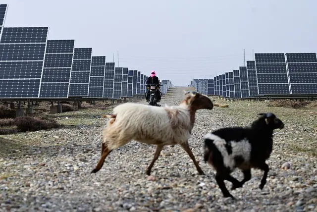A herder tends sheep between Qinghai solar panels, 15 April 2024.