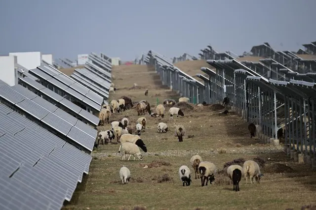 Sheep grazing between the solar installations, 15 April 2024.