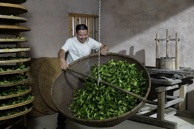 Tea-processing nomination photograph · 2022