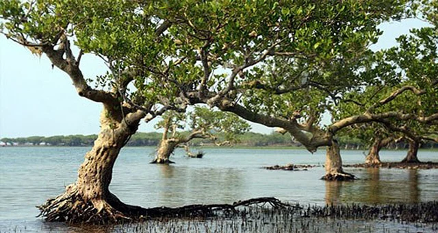 Dongzhai Harbour’s mangrove forest in the Haikou region of Hainan; a historical wetland photograph.