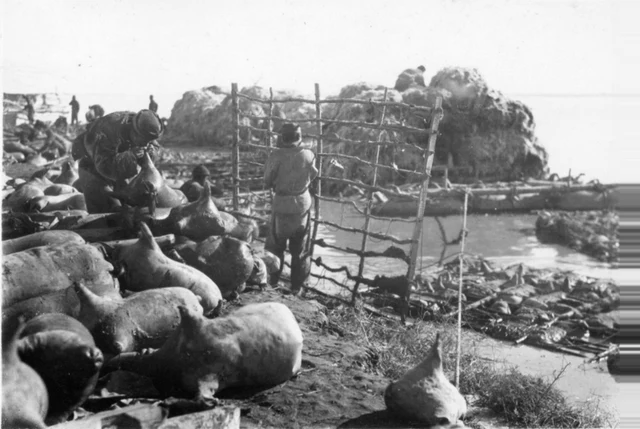 A historical photograph of inflated sheepskin floats and wooden raft frames in Suiyuan, from volume 4 of Ato Inga Shu; a Yellow River craft reference, not a present-day Lanzhou service.