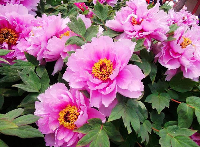 A pink Luoyang peony in bloom; this photograph does not establish current garden conditions.