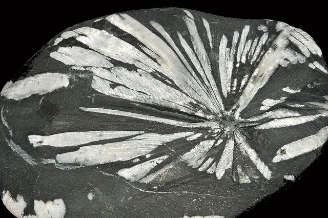 A polished chrysanthemum-stone specimen from the Daxi River near Liuyang, Hunan.
