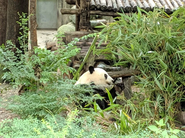 A giant panda resting amid bamboo at the Chengdu Research Base in July 2019.