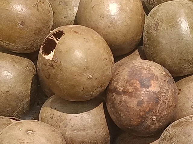 Dried monk fruits with brown shells, including a broken fruit.