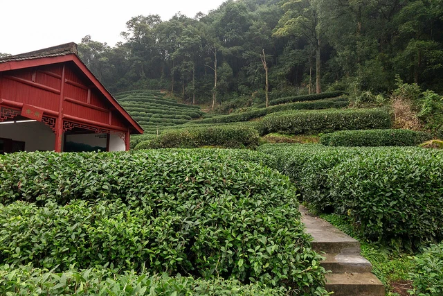 Tea bushes and hillside fields in Meijiawu, Hangzhou.