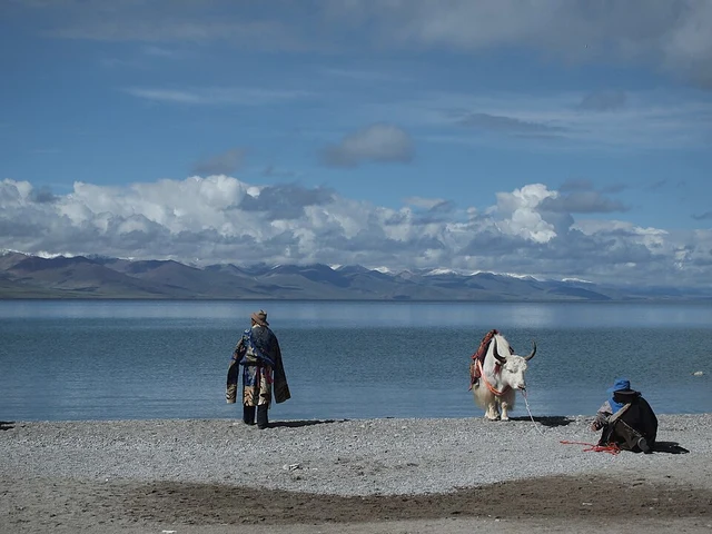 Visitors and a white yak beside Namtso Lake, with mountains across the blue water.
