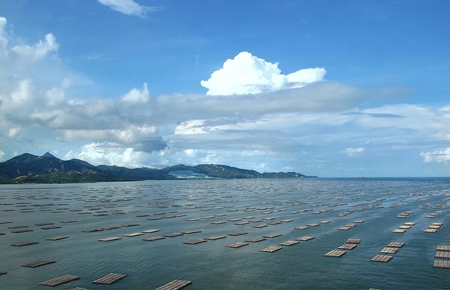 The waters and oyster rafts of Shenzhen Bay, also known as Deep Bay, in 2011.