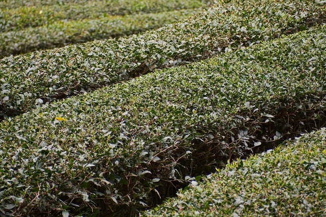Rows of tea bushes at Maokong in Taipei’s Wenshan district.