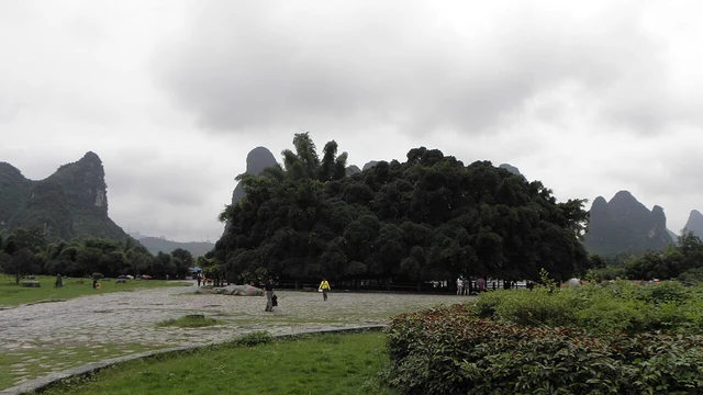 The Big Banyan Tree in Yangshuo, photographed in June 2010.