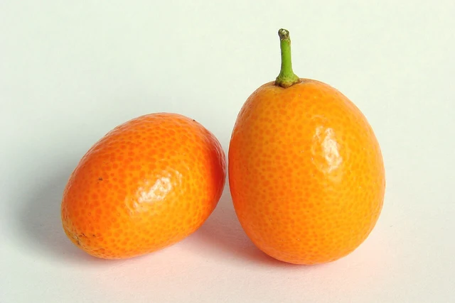 Two whole kumquats; a fruit-shape example without a claim of Yangshuo origin.