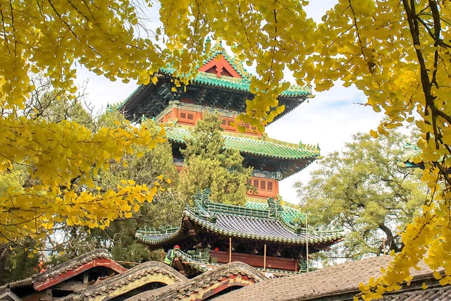 The bell tower and ginkgo tree at Shaolin Temple in Dengfeng, photographed in November 2024.