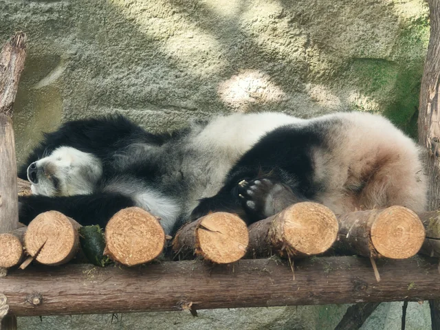 A giant panda resting on a wooden platform at Chengdu Panda Base.