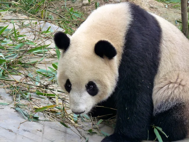 A giant panda at the Chengdu Research Base of Giant Panda Breeding.